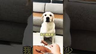 dog labrador funny doglover pets youtube viralvideo trend what cuteanimal [upl. by Stillmann]