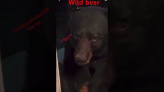 Friendly bear bear karen anime animals funny wildlife scary granny granny [upl. by Daigle]