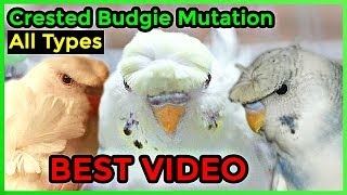 Crested Budgie Mutation 😍  All Types of Crested Budgies Explained  Video in UrduHindi [upl. by Tamera]