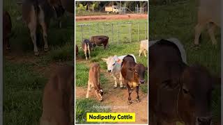 😍 1 To 2 feet height cattle😘 shortest cows breed youtube viral reels miniature trend youtube [upl. by Lobiv762]