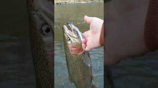 Steelhead fishing 55 miles away from Lake Erie [upl. by Notac]