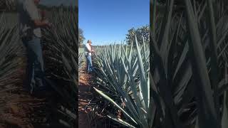 Acompáñenme un día como ingeniero agrónomo venimos a checar una huerta de agave agronomia agave [upl. by Drofla305]