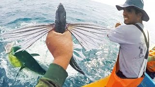 ☑️ Encarne de Pez Volador CEBO VIVO Exocoetidae y PESCA de Pericos  Flying Fish [upl. by Figone965]