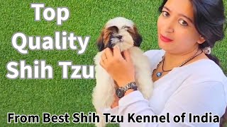 Shih Tzu Puppies Quality Show  Male Female  Best Kennel of India  KCI Registered [upl. by Melisa]