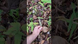 Nodding ladys tresses time of year Spiranthes cernua at Giant city state park [upl. by Sax]