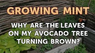 Why Are the Leaves on My Avocado Tree Turning Brown [upl. by Maupin]