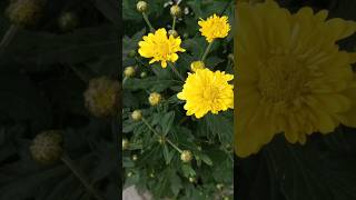 Chamanthi Chrysanthemum flower [upl. by Kcaz]