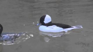 Bufflehead Diving Duck Bronx Zoo by dhamstermd [upl. by Bratton]