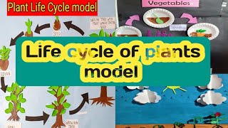 How to make working model for life cycle of plants 🌵 [upl. by Thetos]