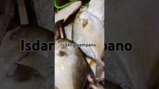 Fresh pampano fish [upl. by Nottage444]