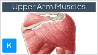 Muscles of the upper arm and shoulder blade  Human Anatomy  Kenhub [upl. by Trojan182]