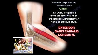 Extensor Carpi Radialis Longus  Everything You Need To Know  Dr Nabil Ebraheim [upl. by Yuhas]