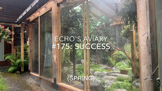 175 Aviary update  Success [upl. by Galan476]