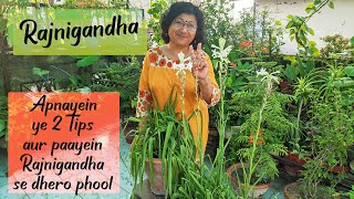 RAJNIGANDHA TUBEROSE Plant Growth Care and Propagation  2 IMPORTANT TIPS  Meri Bagiya Mera Pyaar [upl. by Schiffman734]