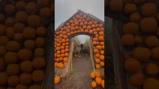 London Hobbledown pumpkin patch pumkinpatch hobbledown octoberinlondon lifeinlondon fallseason [upl. by Annaoy881]