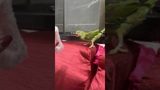 parrot birds cute parrottalking mithutalking cutebirdcutemittucuteparrotmitthutalkingparrot [upl. by Lasser]