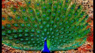 Lovely Peacock Dancing And Showing Off His Feathers HD [upl. by Nylirehs]