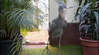 Shoebill stork clattering sounds like machine guun Japan Matsue Vogel Park [upl. by Sucrad781]