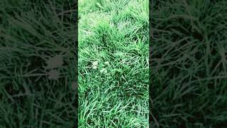 Tall Fescue Grass Lawn of front yard [upl. by Martres602]