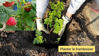 Comment bien planter le framboisier [upl. by Elnora573]