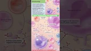 Immune Thrombocytopenia ITP Pathophysiology itp immunethrombocytopenia plateletdisorder shorts [upl. by Frodina901]