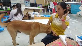 OVEREXCITED Dog Cant Stop LOVING His Owner 🤣 [upl. by Ennaecarg426]