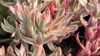 Crassula nudicualis  An Easy Care Succulent [upl. by Winikka]