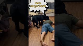 Death Prank On My Dog  Prank Gone Wrong😂 doglover trending [upl. by Beisel]