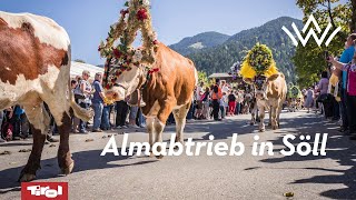 Almabtrieb in Söll in der Region Wilder Kaiser [upl. by Einna]