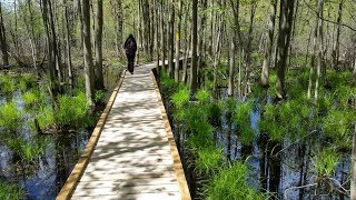 Adventure Series – London Ontario – Sifton Bog [upl. by Ardis84]