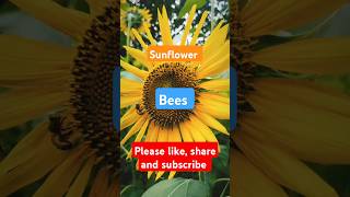 Nature Beauty ytshorts honeybees flowers independentgirl music agriculture vlogger love [upl. by Dinsmore]