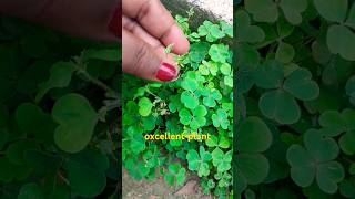 oxalis plantoxalis Science Botany plant short [upl. by Bully292]