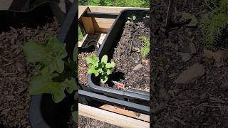 Why Plant Watermelon in Raised Garden Beds  Benefits amp Vine Control Tips [upl. by Adirem93]