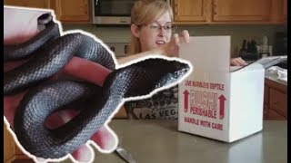 Unboxing an Upset Eastern Hognose [upl. by Abana268]