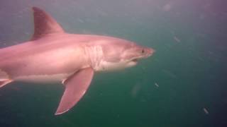 Shark Cage Diving Bluff New Zealand [upl. by Moreland300]