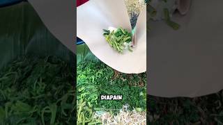 Sudah Pernah Nyoba gendar Pecel Ternaya Ini dia Rahasia Bumbunya gendarpecel kulinerviral shorts [upl. by Muriah]