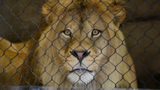 HUGE Male Lion Shocks Audience with Display  Oregon Zoo [upl. by Reed]