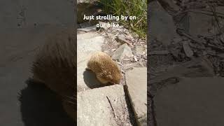 Echidna just walking on by on our hike in Tasmania Australia echidnas cuteanimals tasmania [upl. by Ennovart818]