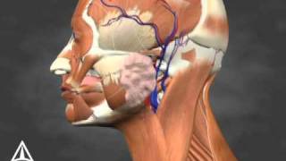 Sialorrhea Injection Site Identification  3D Medical Animation [upl. by Korenblat]