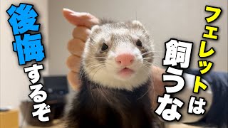 【フェレットをお迎えしようか迷っている人へ】飼わない方がいい理由【10選】 [upl. by Leese]