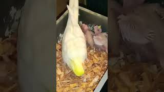 Alhamdullilah kokatel Bird birdlover trending viralvideo youtubeshorts subscribe shortvide [upl. by Gardener76]