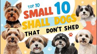 10 Small Dogs That Don’t Shed Perfect Companions for Allergy Sufferers [upl. by Ehtyde337]