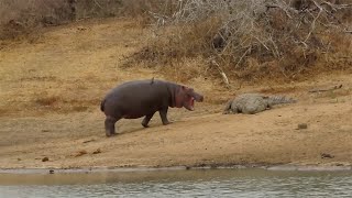 Hippo calf getting too close for comfort to a crocodile [upl. by Lebna]