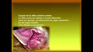 Desarrollo de la otitis en los perros [upl. by Elset]