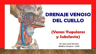 🥇 DRENAJE VENOSO DEL CUELLO  Venas Yugular Interna Externa Subclavia Fácil y Sencilla [upl. by Tommi412]