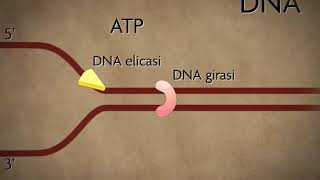 Duplicazione del DNA [upl. by Atillertse]