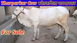 Tharparkar Cow स्वेतकपिला थारपारकर राजस्थान में उपलब्ध PremAgroFarm [upl. by Piegari]