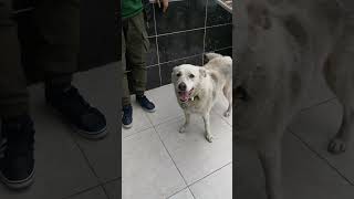 14 Mayıs Seçiminde oy kullanmaya gelen Sahibini Bekleyen Köpek [upl. by Aklog276]