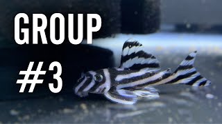 Starting Another L046 Zebra Pleco Breeding Group 🦓 [upl. by Prosper335]