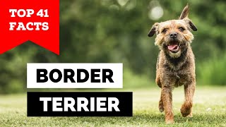 99 of Border Terrier Owners Dont Know This [upl. by Thayer]